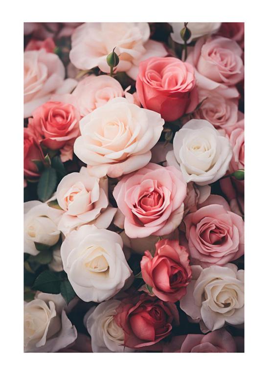Soft Focus Rose Portraits
