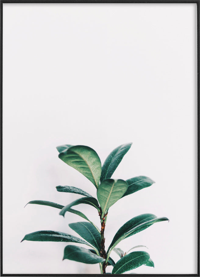 FICUS PLANT POSTERPosterFinger Art PrintsMARY & FAP