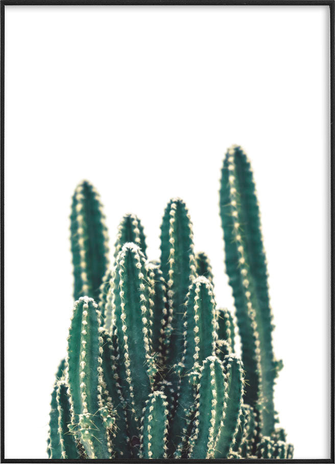 CACTUS MINIMAL PHOTOGRAPHYPosterFinger Art PrintsMARY & FAP